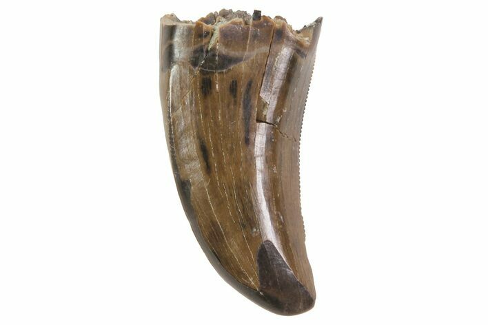 Albertosaurus Tooth - Alberta (Disposition #-) #67603